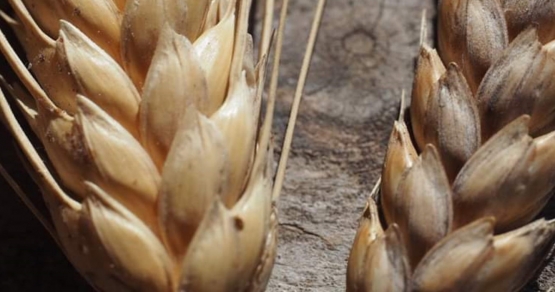 Yaşasın yerel tohumlar, yaşasın bilge köylülük. 